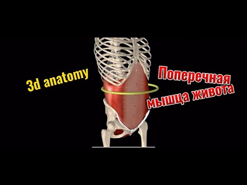 Поперечная мышца живота. 3d anatomy. MUSCLE MOTION