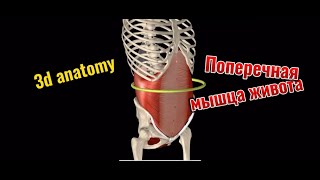 Поперечная мышца живота. 3d anatomy. MUSCLE MOTION