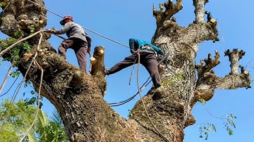 Cưa cây còng siêu to ,Nghiêng vào nhà , Ở long xuyên . Cưa cây kỷ thuật cao