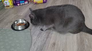 Cat is afraid to eat from his new bowl!! And he uses a different method!! by Quantum Audio (Quantum Meow) 2,558 views 6 months ago 54 seconds