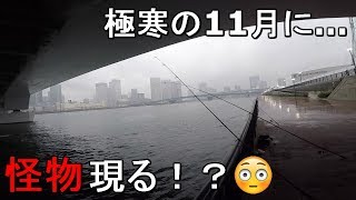 【豊洲ぐるり公園】気温9度の極寒の中、都内の川で釣りしていたらメーター級のあの魚が…！【2019.11.22】