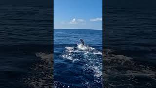 XXL BLUE MARLIN CAUGHT BY PELAGIC PRO CAPT. CHRIS DONATO ON KONA, HAWAII - @waterman241 #PELAGIC