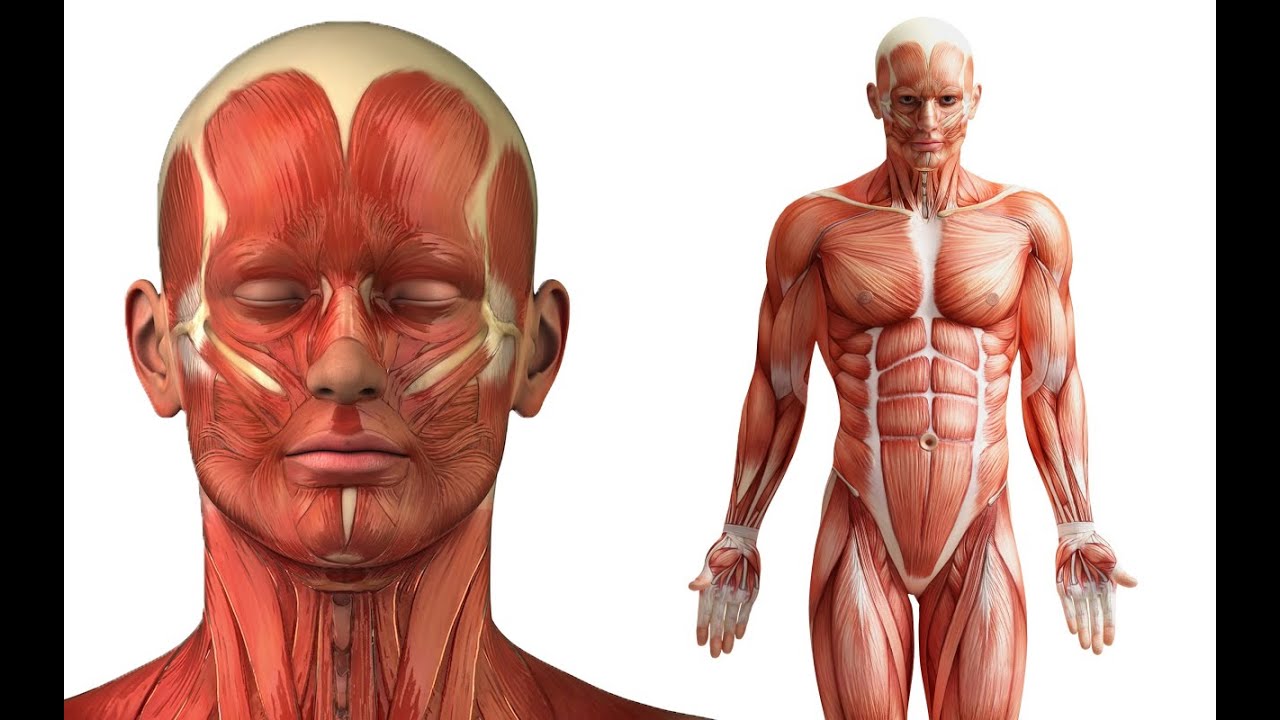 Human Anatomy And Physiology Book