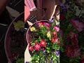 Zero maintenance but they look just like real flowers! | Der Rose