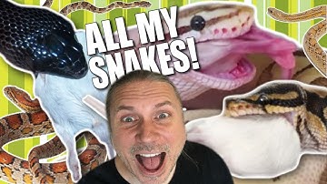 FEEDING ALL MY SNAKES IN ONE VIDEO!! | BRIAN BARCZYK
