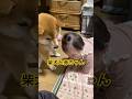 大人気の心亜とトキナちゃんシリーズ。心亜がお姉ちゃんになったかのように見守る姿と自由に可愛く動き回るトキナちゃんが可愛い。#柴犬 #cute #癒し #心亜 #かわいい犬 #shibainu