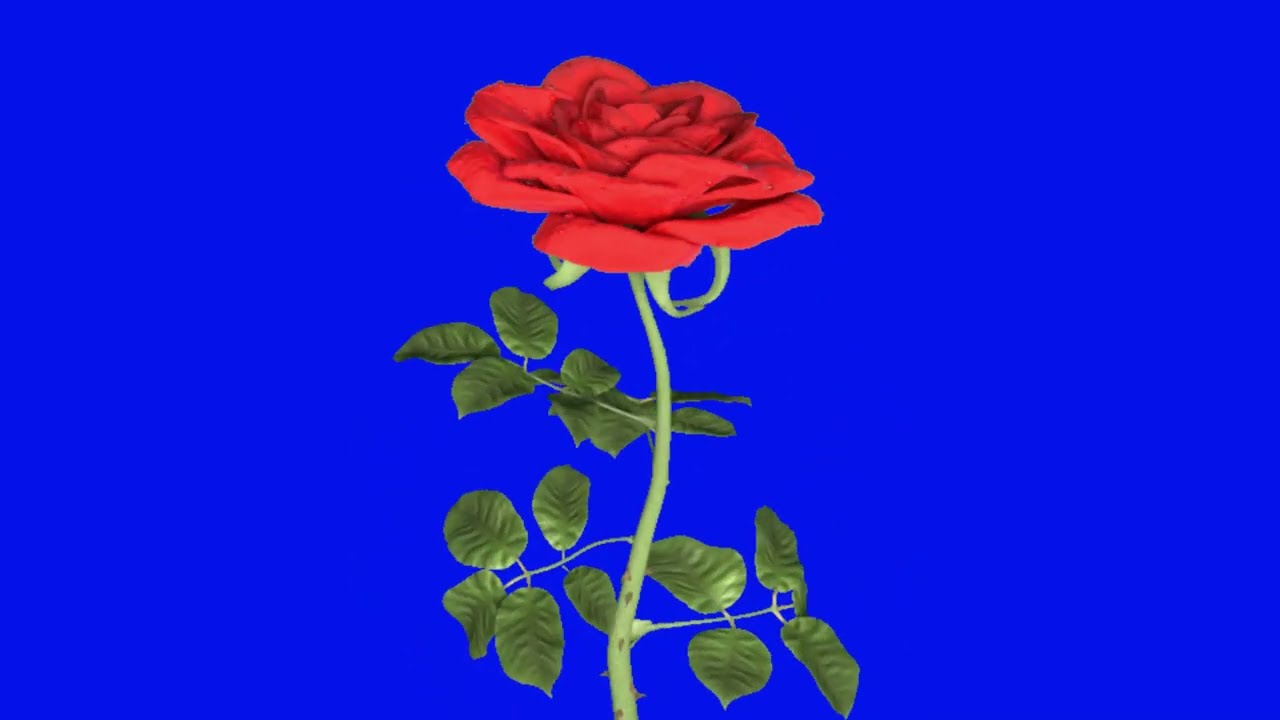 Red Rose Flower Blooming |Red Rose Blue Screen Background Video|Red Rose blooming Video no copyright