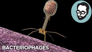 Bacteriophages: The Future Of Medicine | Answers With Joe