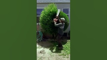 Pruning training#pruning #training #shape#agriculture #plants #settingsofplant #design #floriculture