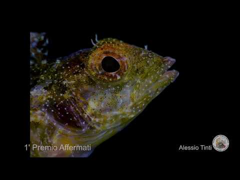 Video: Vincitori Del Concorso Fotografico Subacqueo Di Scuba Diving Magazine