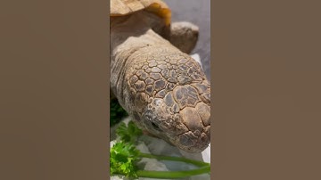 Part 2 - After the Strawberry! Will Gus, the 100 yr old Gopher Tortoise, eat the Parsley🌿? #Shorts