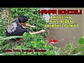 🔴 Hampir boncos !! Akhirnya adit strike ikan langka penghuni sungai || mancing ikan wader