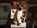 #cat #catshorts #youtubeshorts #catlovers #shorts
