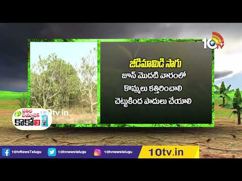 తగ్గిన జీడిమామిడి దిగుబడి... ఆందోళనలో రైతులు | Jeedi Mamidi Cultivation | Matti Manishi | 10TV