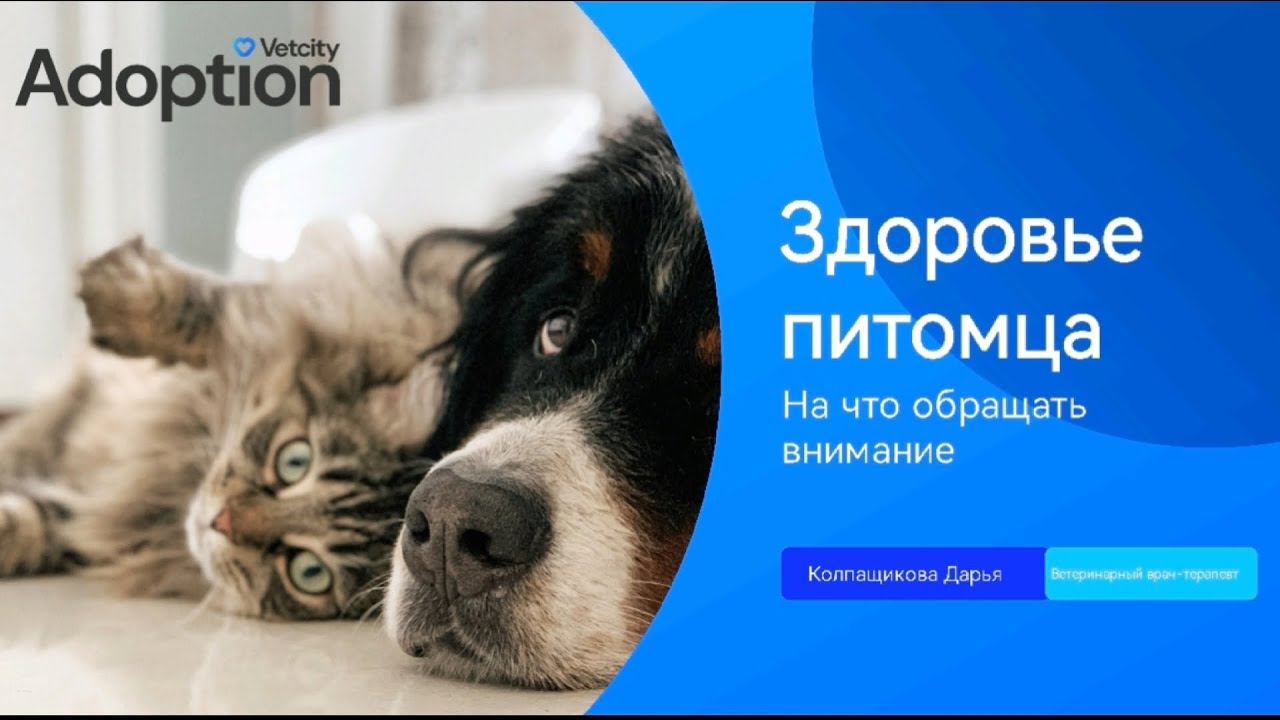 Здоровье питомца. Лекция от Vetcity Adoption. Ветеринарный врач-терапевт Колпащикова Дарья.