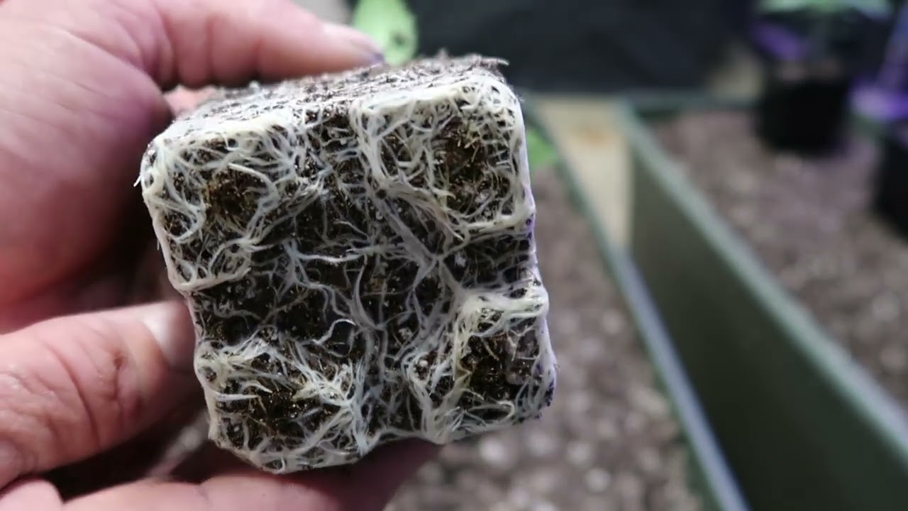 Sour Cherry Glue Transplant