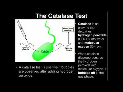 Video: Ce este un test de catalază?