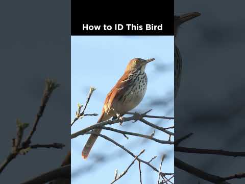 How to identify this thrush-like bird