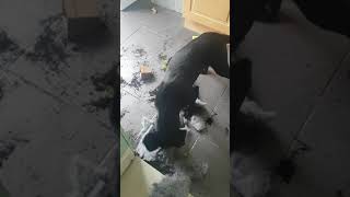 Labrador puppy caught causing destruction!!