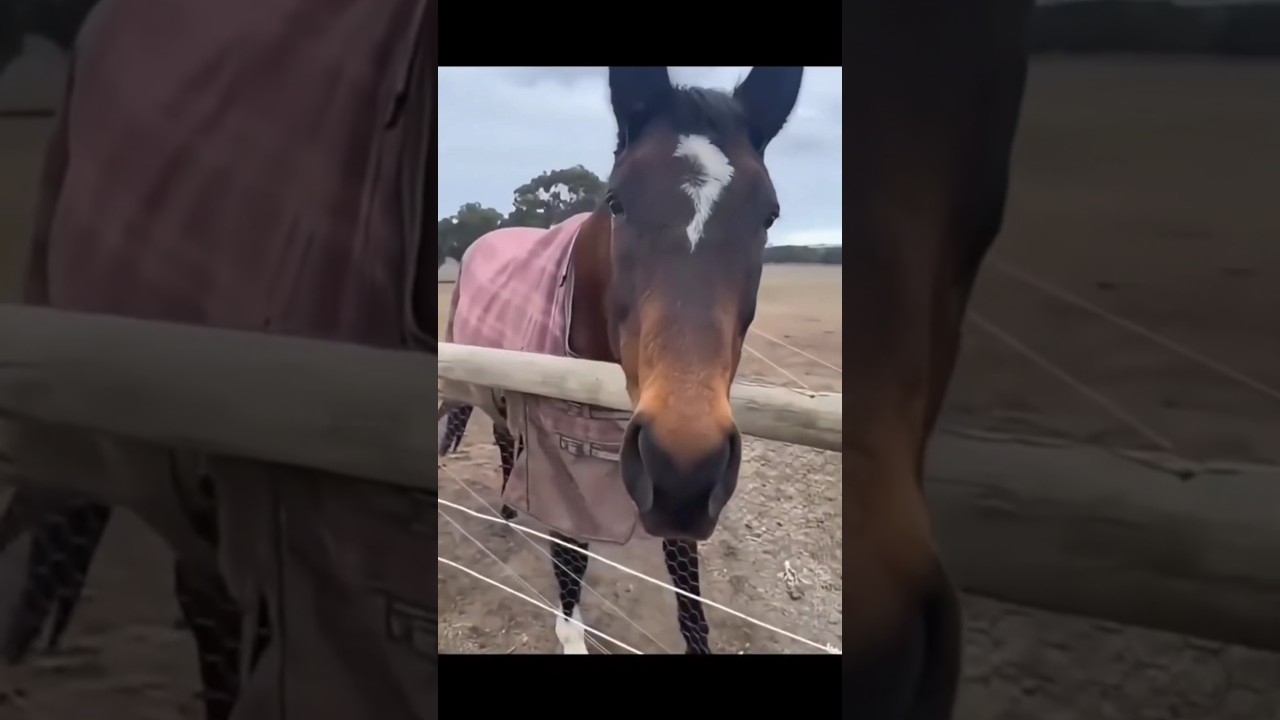 Guitar Horse 😱🔥🎸 