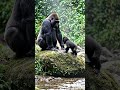 “माँ तक पहुँचने की जंग 🥺🐾 | Baby Gorilla vs River!”क्या आप ऐसे हालात में हार मान लेते? 😳👇