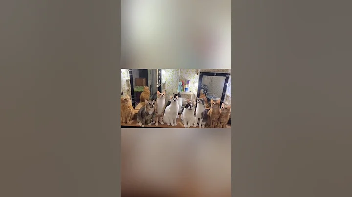 EKEKEKKEKKEK CHOIR 🎶 #cats #viral #shorts