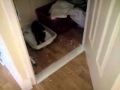 "Mitsi" Kitty 1st time in litter tray, litter overboard!!