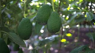 Avocado Propagation with the Ellepot System