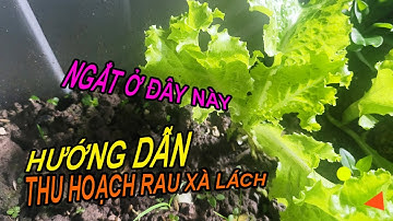 Hướng dẫn thu hoạch rau xà lách trồng sân thượng, tỉa lá ăn dần thôi