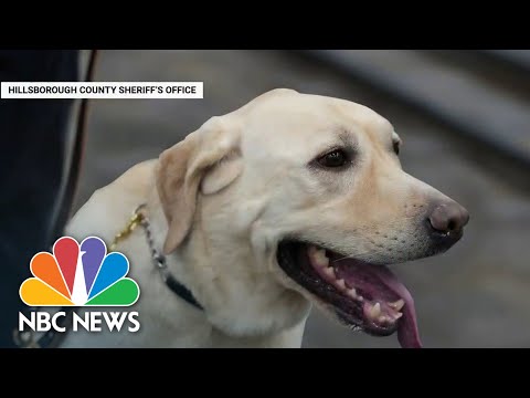 Video: Ugunsdzēsēja piekrīt pieņemt veterānu suni, ko viņš saista ar labdarības foto šaušanu