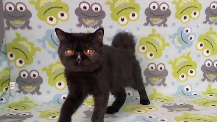 Video 3612151: exotic shorthair male kitten, exotic shorthair cattery, exotic shorthair black