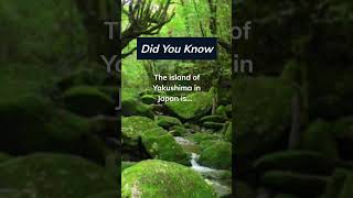 Yakushima Island. #shorts #cedar #forest #japan #yakushima #islands