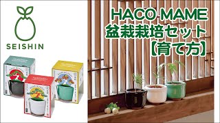 HACOMAME盆栽栽培セット