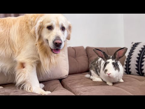 Golden Retriever Meets New Friend Mr.Rabbit