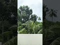 Sunny but windy and raining around the house 😇😇 #eyeofthestorm #rain #windydays #weather