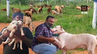 രാജപാളയം വാങ്ങാൻ രാജപാളയം വരെ | To Rajapalayam for buying Rajapalayam Puppies  Hunting Dog of India