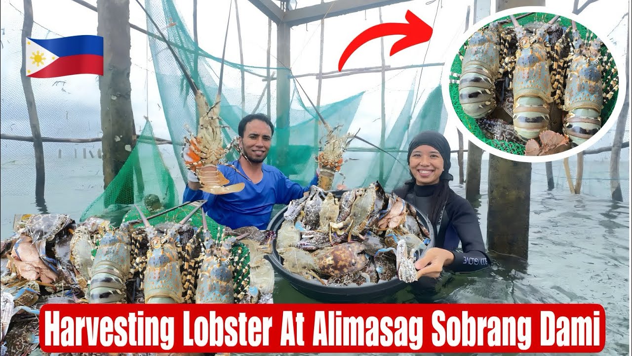 Harvesting Lobster At Alimasag Sobrang Dami Nila
