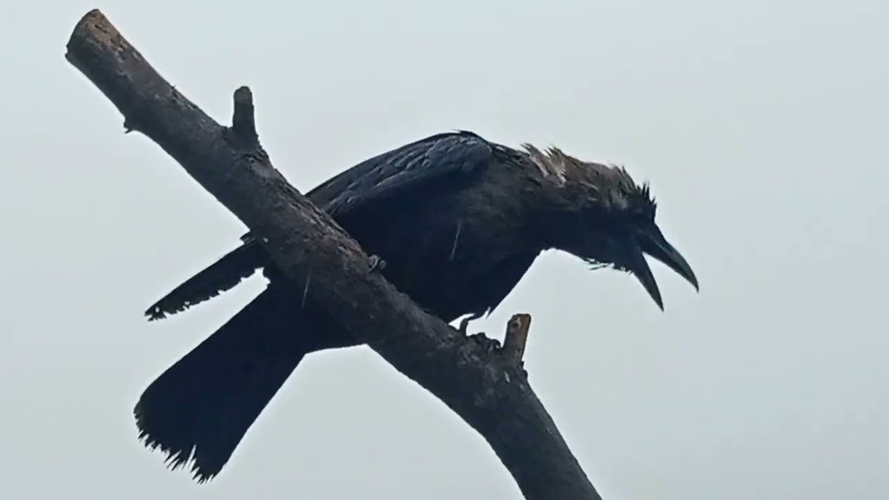 how to crow cawing sound effects from sitting on wood enjoy the summer vibes in rain ?️ #germany#uk