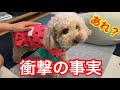 ダイソーにてかわいい服を購入したが衝撃の事実！【今日のいちご】短足トイプードル