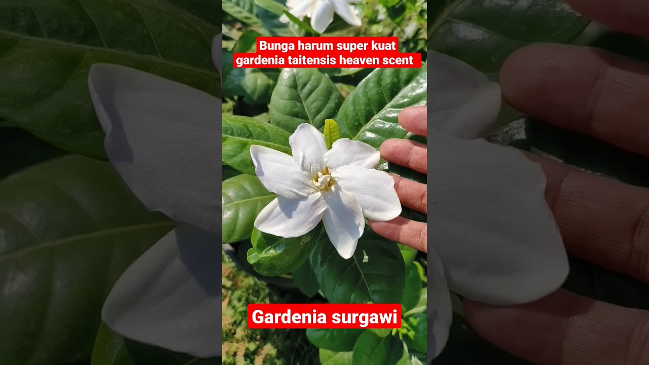 bunga harum gardenia taitensis heaven scent 
