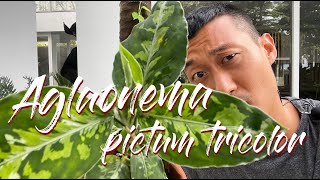 Aglaonema pictum tricolor care and propagation