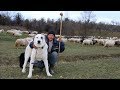 Câine uriaș la o stână din zona satului Bontăieni | Drumeții prin Maramureș  - video 2019