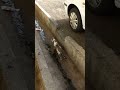 گربه یدفعه گذاشت دنبال موش