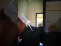 Cockatiels Playing on My Fingers 🐦 Himu Rupa Cute!#Cockatiels #CuteBirds #BirdShorts#cockatiels