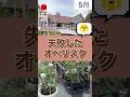 失敗したオベリスク　#相原バラ園 #バラ #バラ園 #バラ栽培
