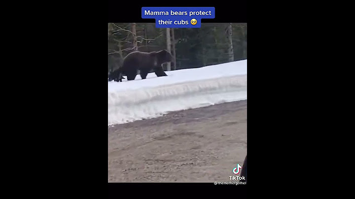 mama bear helping the baby