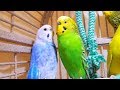 New filming of cute pet birds singing their hearts out.  Recordings of home parakeets chirping.