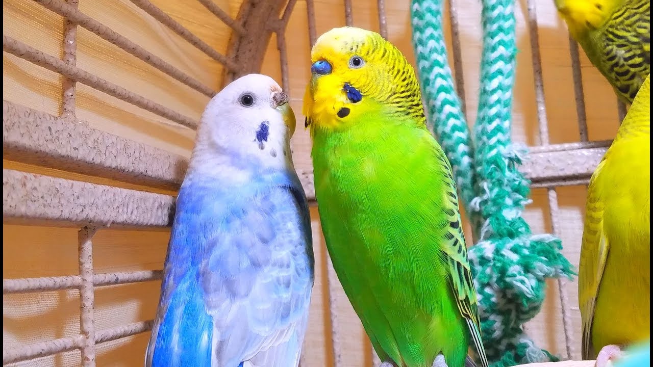 New filming of cute pet birds singing their hearts out. Recordings of