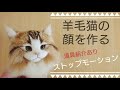 【羊毛フェルト】 猫の顔を作る 【道具全紹介】ストップモーション Needlefelting Cat Doll How To Make Stopmotion