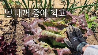 조금씩 변화하는 5월의 텃밭 풍경